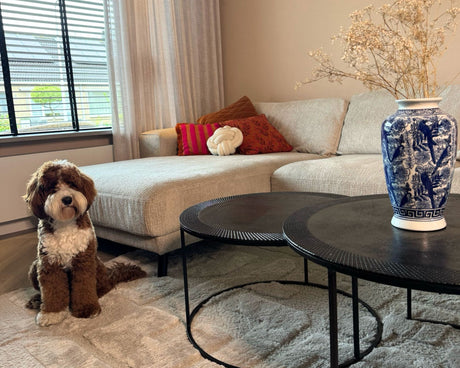 Hond in huis